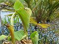 2010-0428-1310_Banana_19,9C
